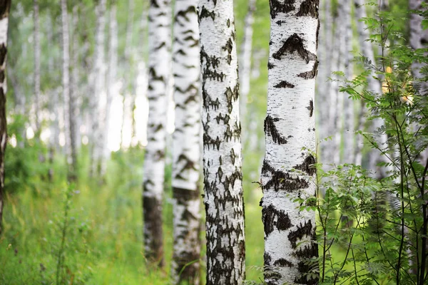 Sommar i soliga björkskogen — Stockfoto