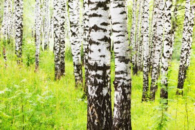 Yaz aylarında güneşli huş ağacı orman
