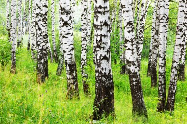 Yaz aylarında güneşli huş ağacı orman