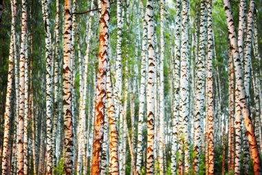 Yaz aylarında güneşli huş ağacı orman