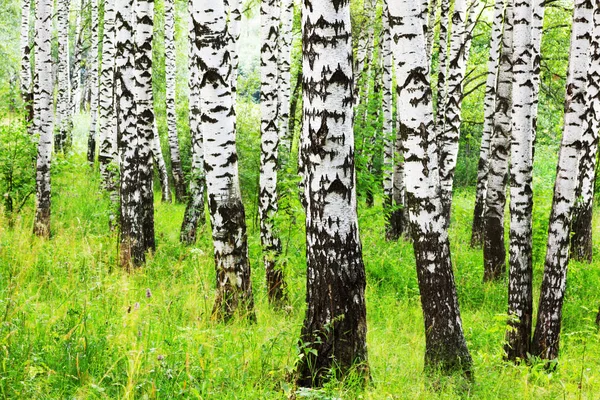 Estate nella soleggiata foresta di betulle — Foto Stock