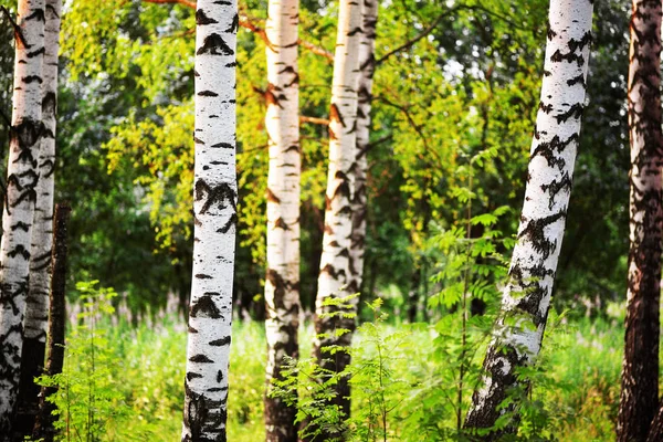 Estate nella soleggiata foresta di betulle — Foto Stock