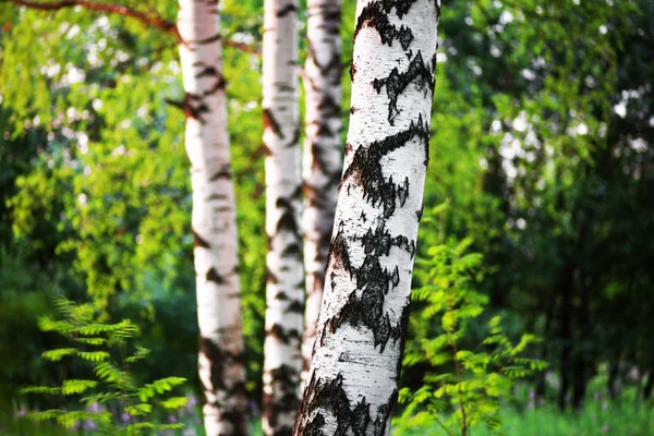 Yaz aylarında güneşli huş ağacı orman — Stok fotoğraf