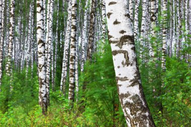 Yaz aylarında güneşli huş ağacı orman