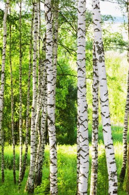 Yaz aylarında güneşli huş ağacı orman