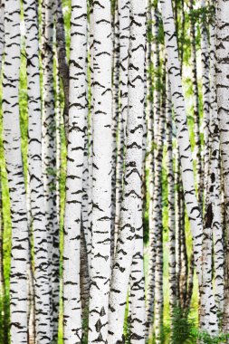 Yaz aylarında güneşli huş ağacı orman