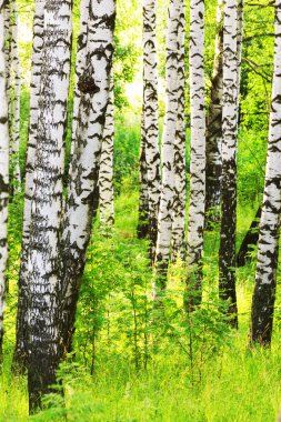 Yaz aylarında güneşli huş ağacı orman