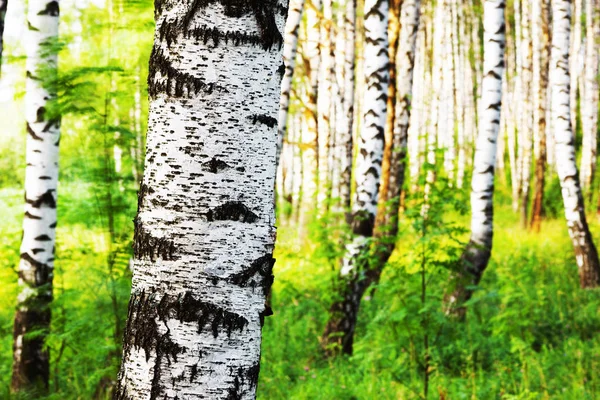 Zomer in zonnige berk bos — Stockfoto