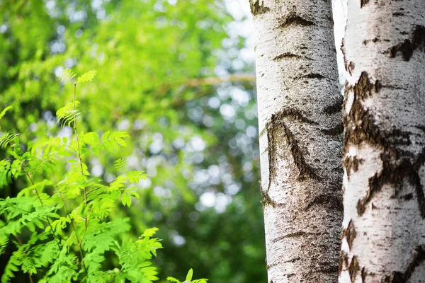 Sommer im sonnigen Birkenwald — Stockfoto