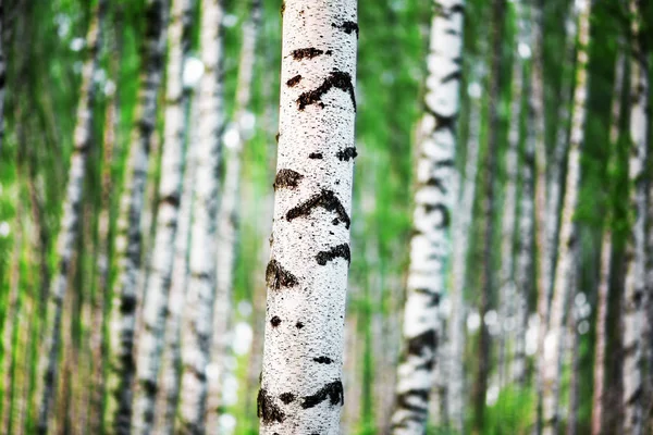 Été dans la forêt de bouleaux ensoleillés — Photo