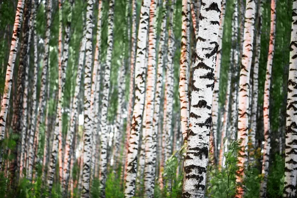 Été dans la forêt de bouleaux ensoleillés — Photo