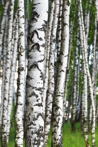 Sommer im sonnigen Birkenwald — Stockfoto