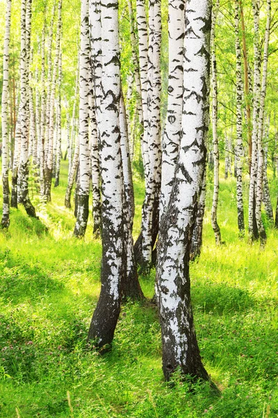 Zomer in zonnige berk bos — Stockfoto