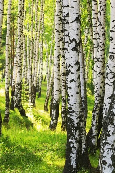 Estate nella soleggiata foresta di betulle — Foto Stock