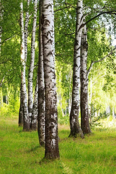 Estate nella soleggiata foresta di betulle — Foto Stock