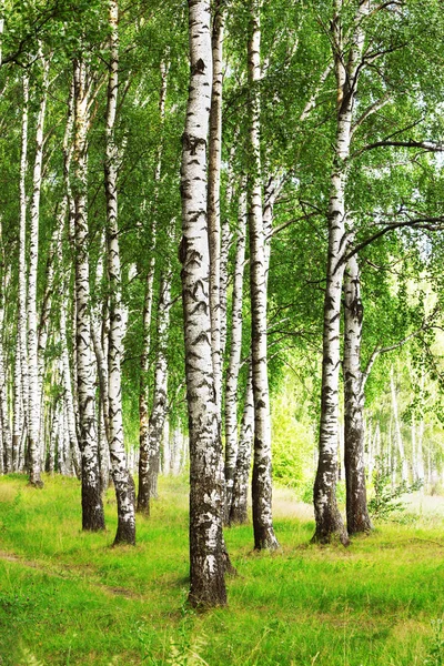 Estate nella soleggiata foresta di betulle — Foto Stock