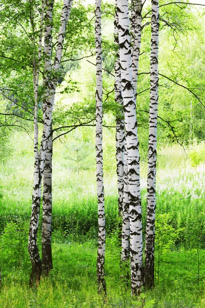 Sommer im sonnigen Birkenwald — Stockfoto