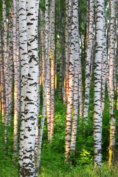 Estate nella soleggiata foresta di betulle — Foto Stock