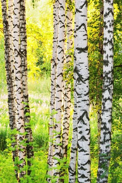 Estate nella soleggiata foresta di betulle — Foto Stock