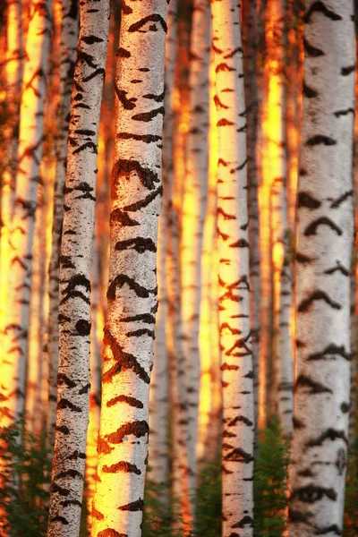 Sommer im sonnigen Birkenwald — Stockfoto