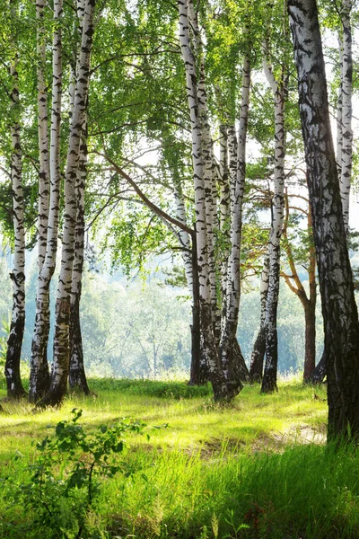 Yaz aylarında güneşli huş ağacı orman