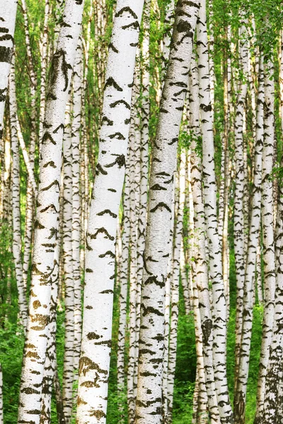 Summer in sunny birch forest — Stock Photo, Image