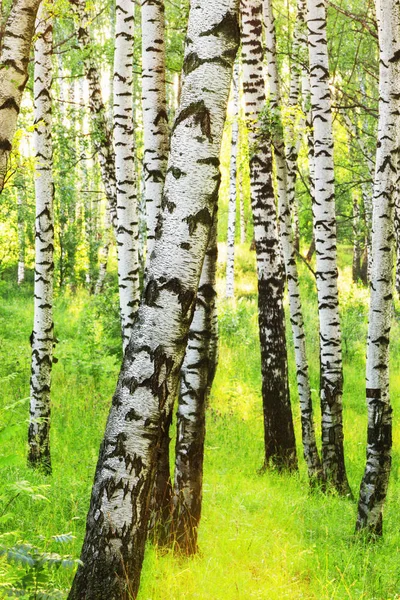 Sommer im sonnigen Birkenwald — Stockfoto