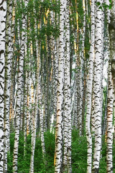 Summer in sunny birch forest — Stock Photo, Image