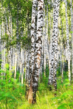 Yaz aylarında güneşli huş ağacı orman