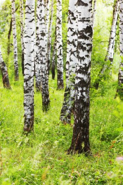 Yaz aylarında güneşli huş ağacı orman