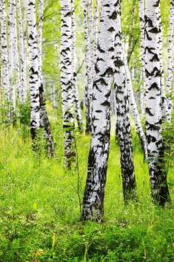 Yaz aylarında güneşli huş ağacı orman