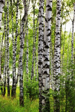 Yaz aylarında güneşli huş ağacı orman