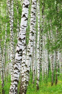 Yaz aylarında güneşli huş ağacı orman