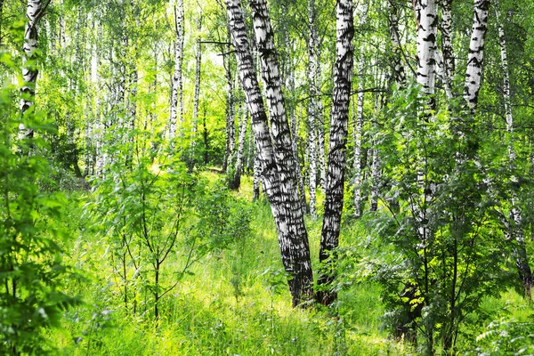 Verano en bosque de abedul soleado — Foto de Stock