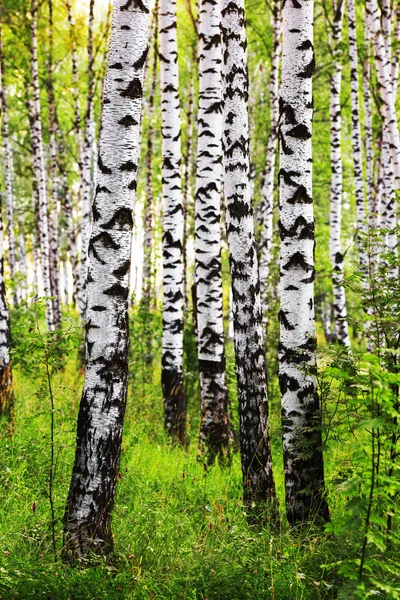 Estate nella soleggiata foresta di betulle — Foto Stock