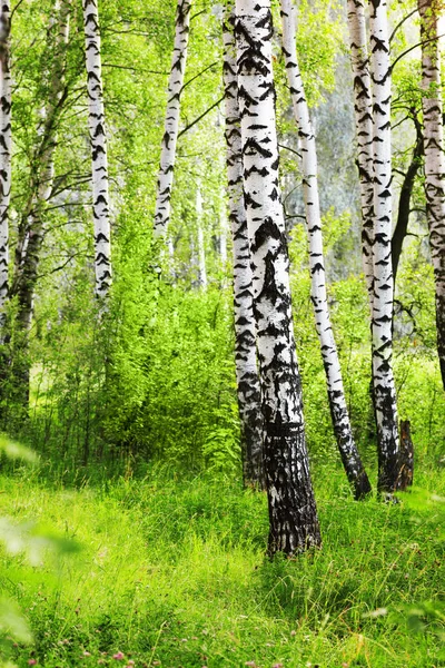 日当たりの良い白樺の森の夏 — ストック写真