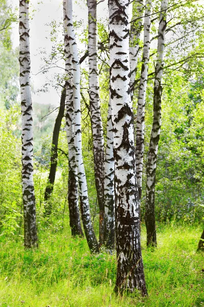 Estate nella soleggiata foresta di betulle — Foto Stock