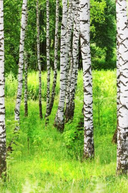 Yaz aylarında güneşli huş ağacı orman
