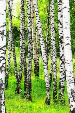 Yaz aylarında güneşli huş ağacı orman