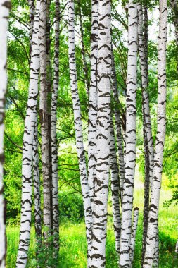 Yaz aylarında güneşli huş ağacı orman