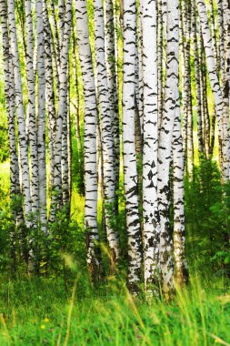 Yaz aylarında güneşli huş ağacı orman