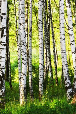 Yaz aylarında güneşli huş ağacı orman