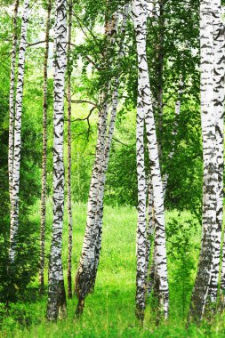 Yaz aylarında güneşli huş ağacı orman