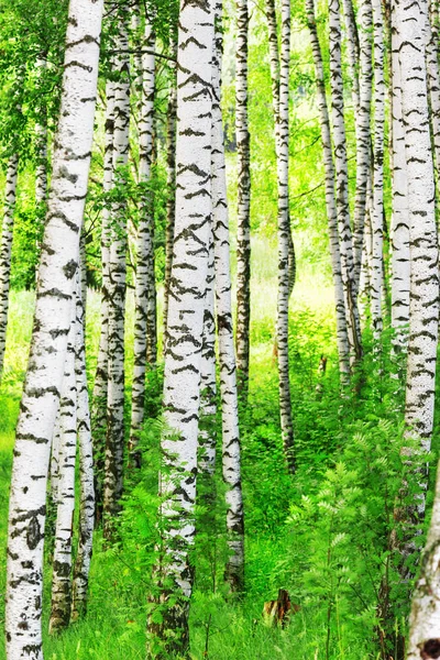 Zomer in zonnige berk bos — Stockfoto