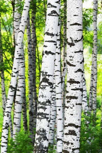 Verano en bosque de abedul soleado — Foto de Stock