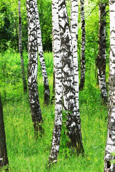 日当たりの良い白樺の森の夏 — ストック写真