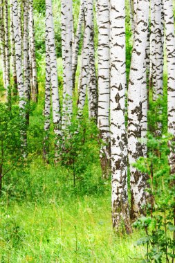 Yaz aylarında güneşli huş ağacı orman