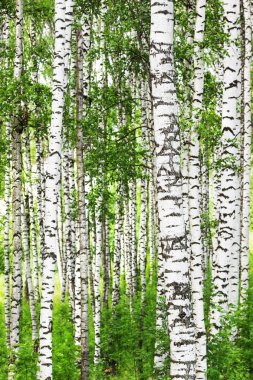 Yaz aylarında güneşli huş ağacı orman