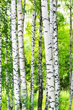 Yaz aylarında güneşli huş ağacı orman