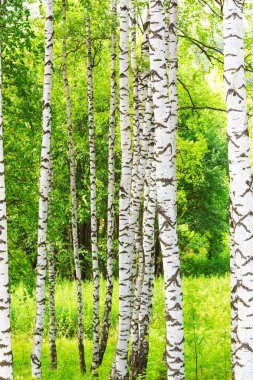 Yaz aylarında güneşli huş ağacı orman